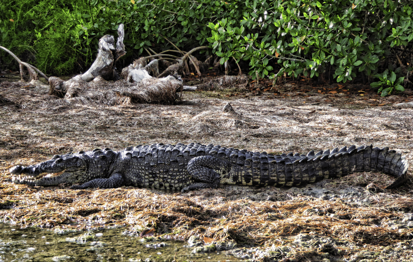 playa del carmen to rio lagartos