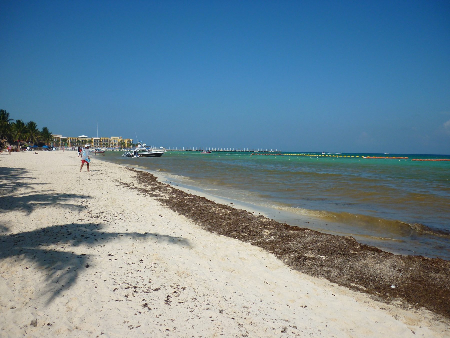Seaweed in Playa del Carmen