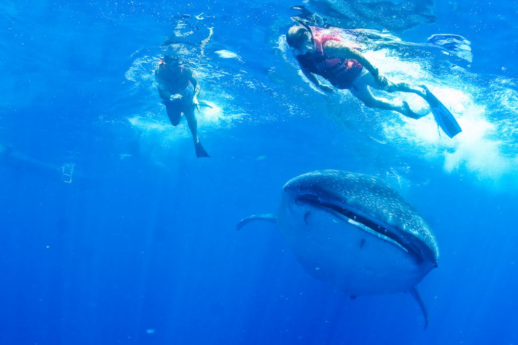 playa del carmen swim with sharks