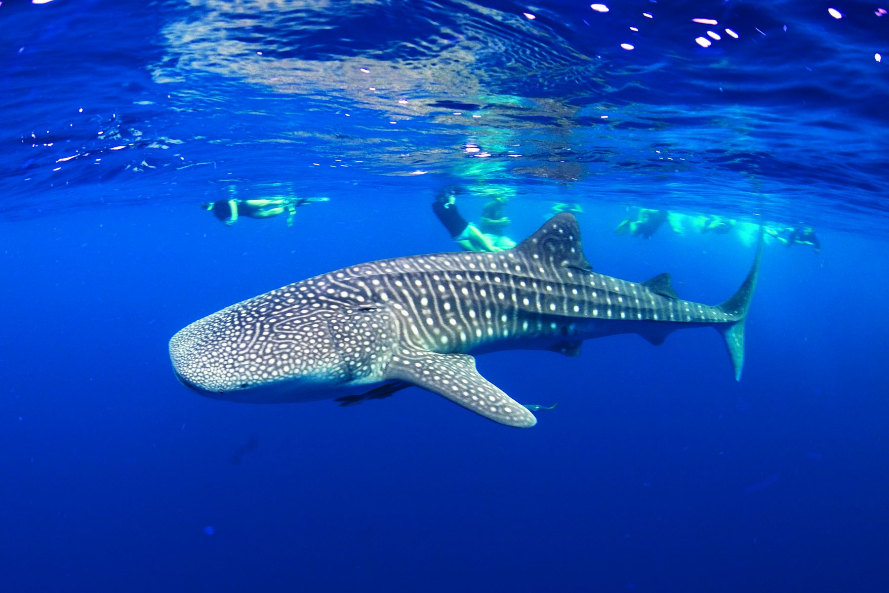 swim with whale sharks playa del carmen