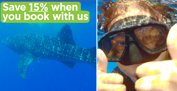 Swimming with Whale Sharks in Cancun (My Honest Review)