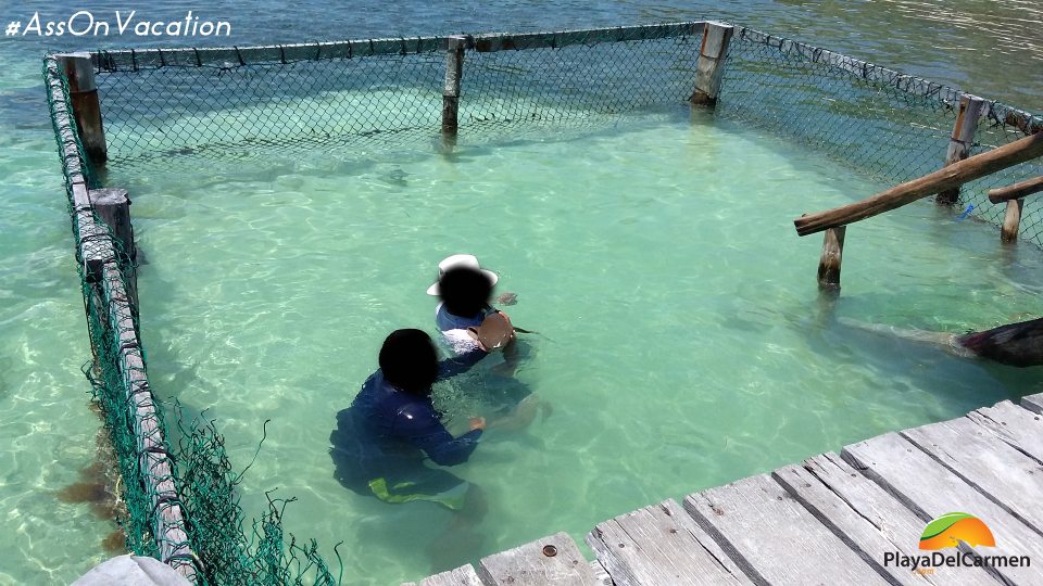 swimming with a nurse shark in Cancun