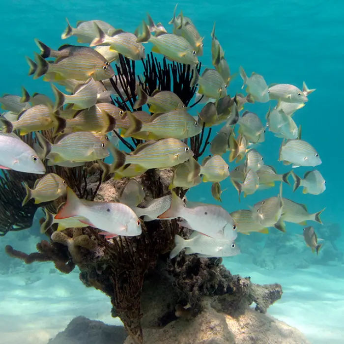 School of tropical fish swimming near coral reef, seen up close while snorkeling on the Adventure Tour
