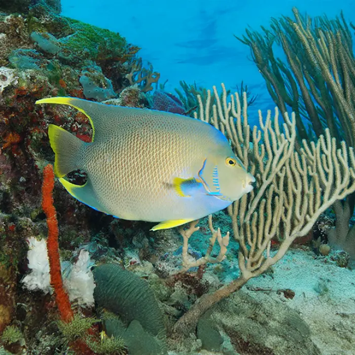 Close-up of a tropical fish swimming through coral reef, part of the marine life encountered during the Mayan Adventure Tour
