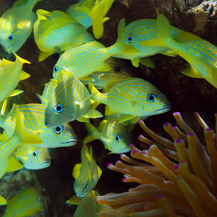 Close-up of vibrant tropical fish swimming near a coral reef, seen during the snorkeling adventure tour