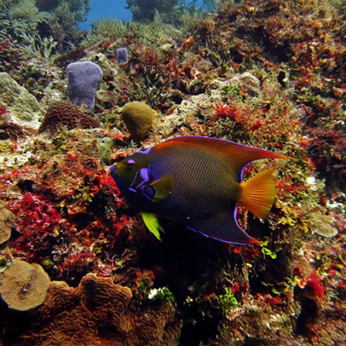Vibrant coral reef and fish captured while snorkeling in the Caribbean Sea during the Mayan Adventure excursion