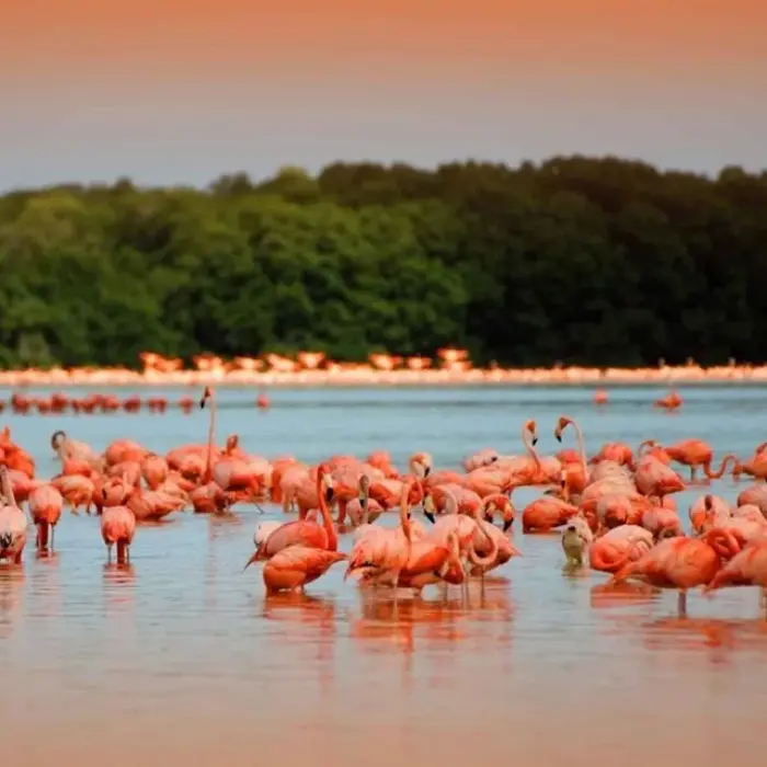 A massive flock of bright pink flamingos wading in the calm waters of the Rio Lagartos biosphere, a highlight of our wildlife tour.