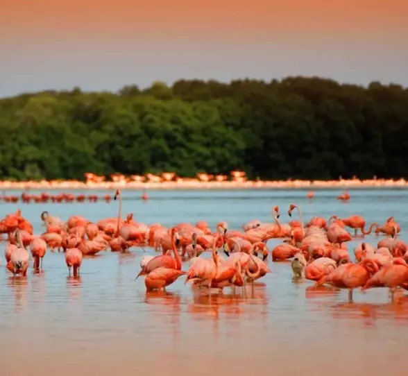 A massive flock of bright pink flamingos wading in the calm waters of the Rio Lagartos biosphere, a highlight of our wildlife tour.