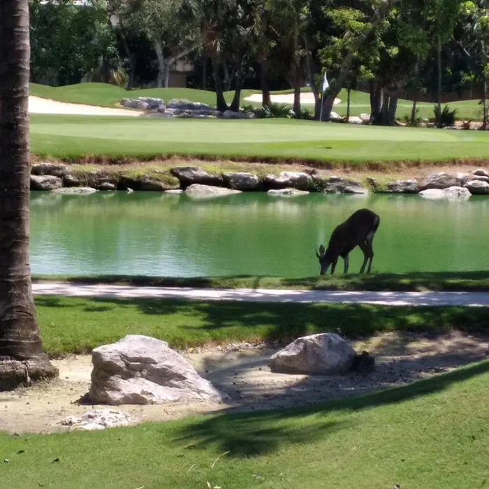 A wild deer drinking from a freshwater lake next to a manicured golf green at Hard Rock Golf Club Riviera Maya.
