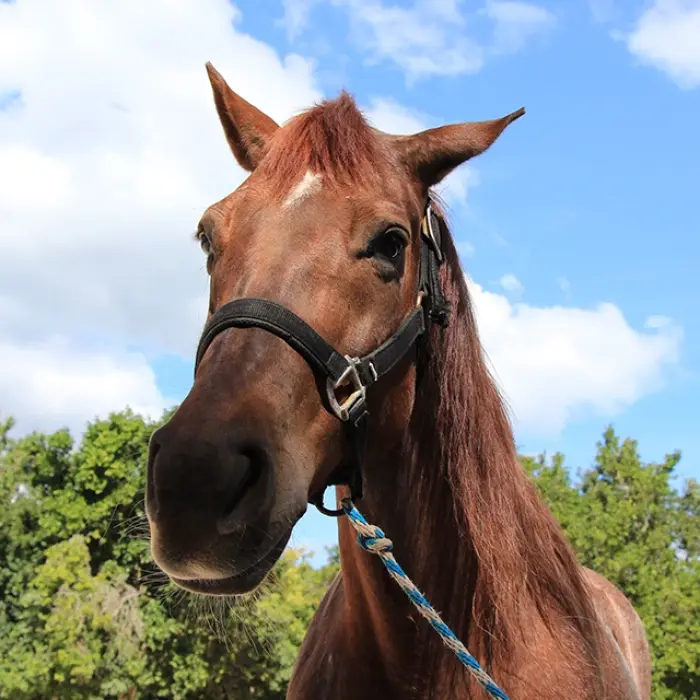 Playa del Carmen horse tour: Close-up of a friendly brown horse with a white blaze against a blue sky