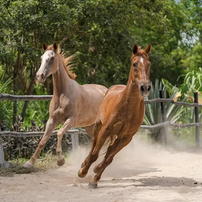 Horseback riding Playa del Carmen: Two horses, one white and one brown, running in a dusty enclosure