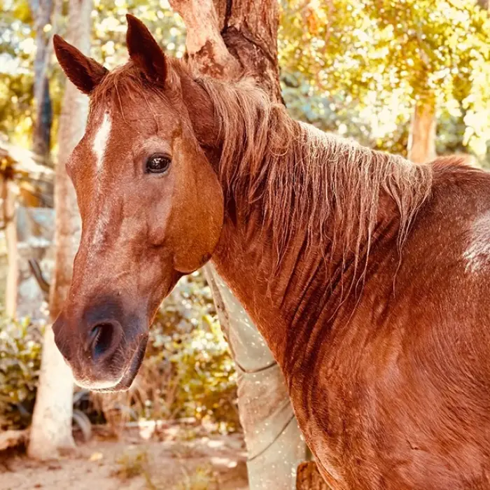 Close-up of a beautiful brown horse in a sunny setting in Playa del Carmen. Majestic creature