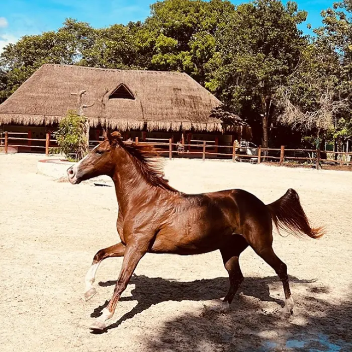 Brown horse galloping in a sandy enclosure with a palapa in Playa del Carmen. Freedom