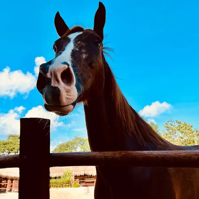 Close-up of a brown horse looking curious over a wooden fence in Playa del Carmen. Inquisitive gaze