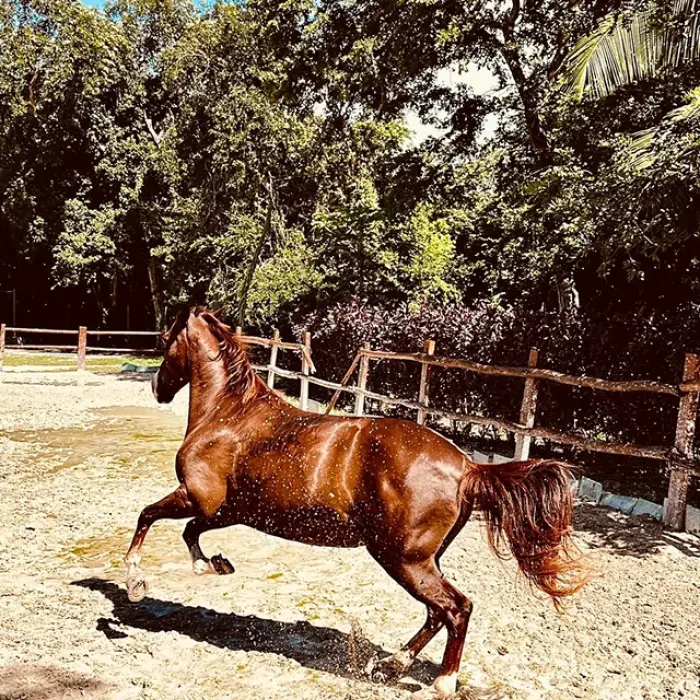 Chestnut horse running in a fenced area at a ranch in Playa del Carmen. Energetic spirit