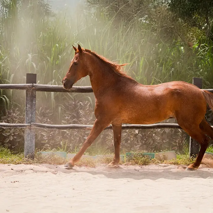 Brown horse walking in a sandy area with sunlight streaming through trees in Playa del Carmen. Peaceful ride