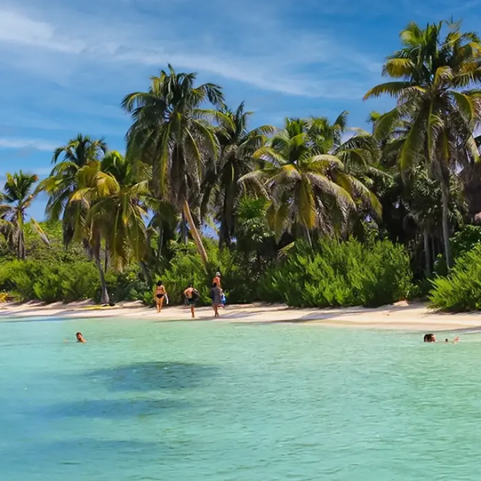 Close-up of a coconut palm tree on Isla Contoy during the Paradise Islands eco-adventure tour