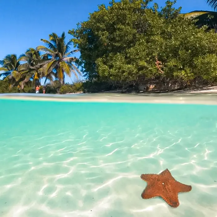 Bright starfish seen in crystal-clear waters of Isla Contoy on the Paradise Islands day tour