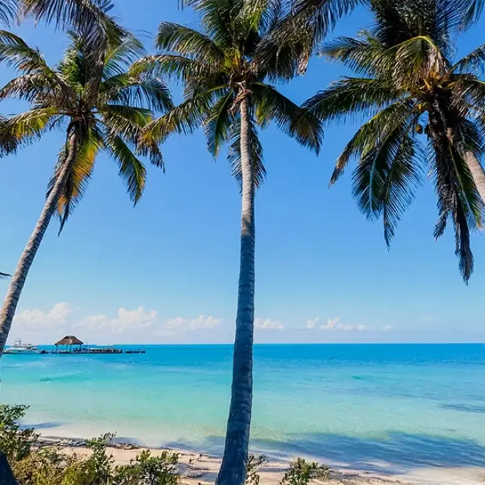 Lush palm trees and clear waters at Isla Contoy during the Paradise Islands: Isla Contoy & Isla Mujeres tour
