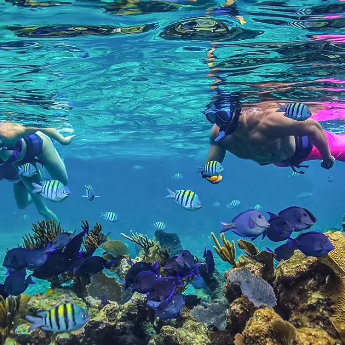 Guest snorkeling over a coral reef with colorful tropical fish
