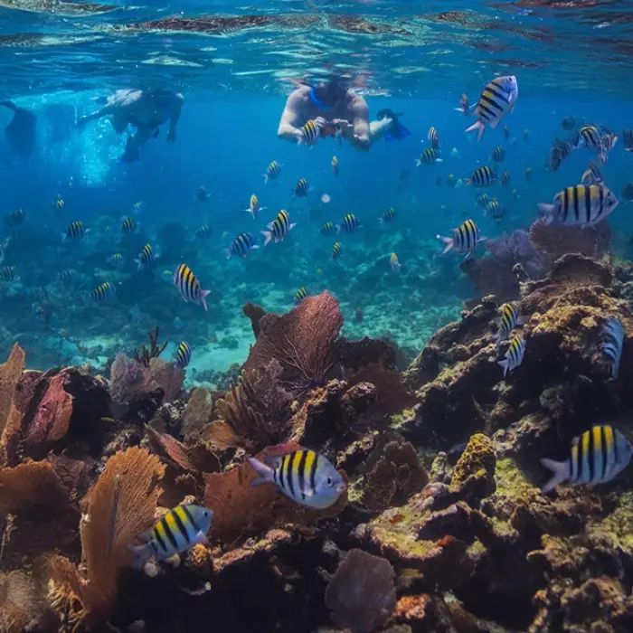 Colorful coral reef with tropical fish swimming in the crystal-clear waters