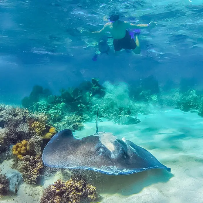 Snorkeler exploring an underwater world with coral reefs and a stingray
