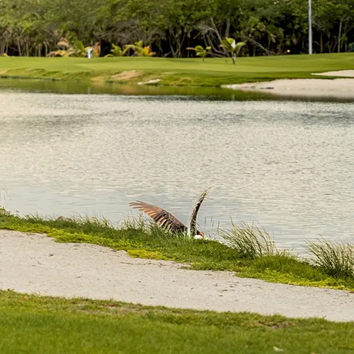 A serene landscape view of a natural water hazard at Playa Mujeres Golf Club, featuring a native tropical bird spreading its wings on the pristine grassy bank
