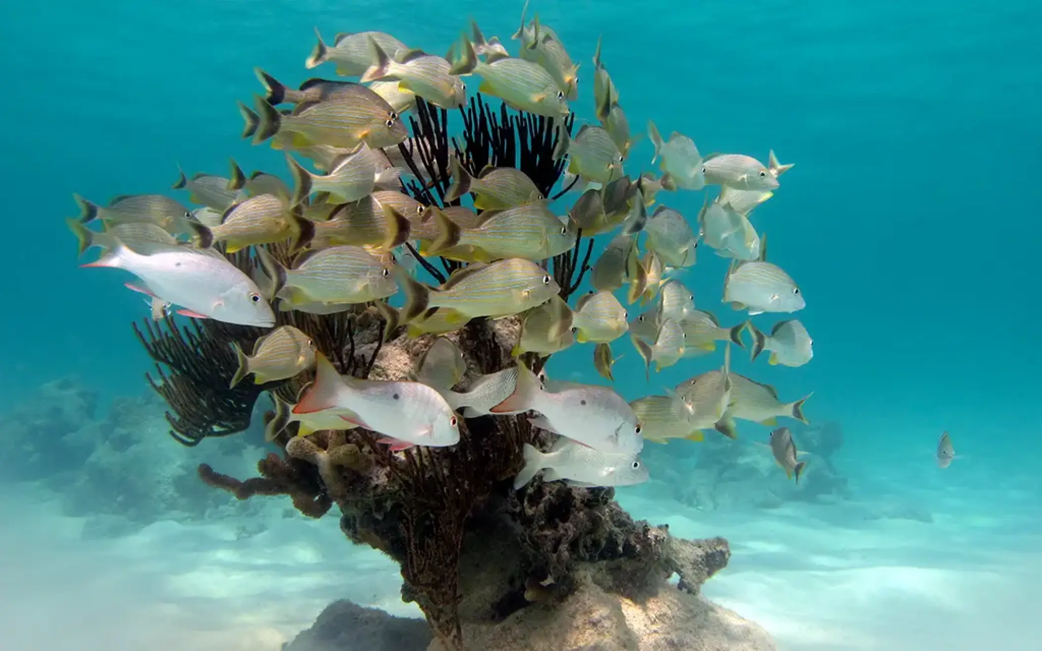 School of tropical fish swimming around coral reef in crystal-clear Caribbean water