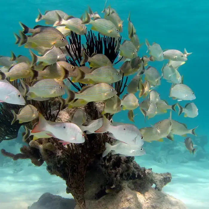 School of tropical fish swimming around coral reef in crystal-clear Caribbean water