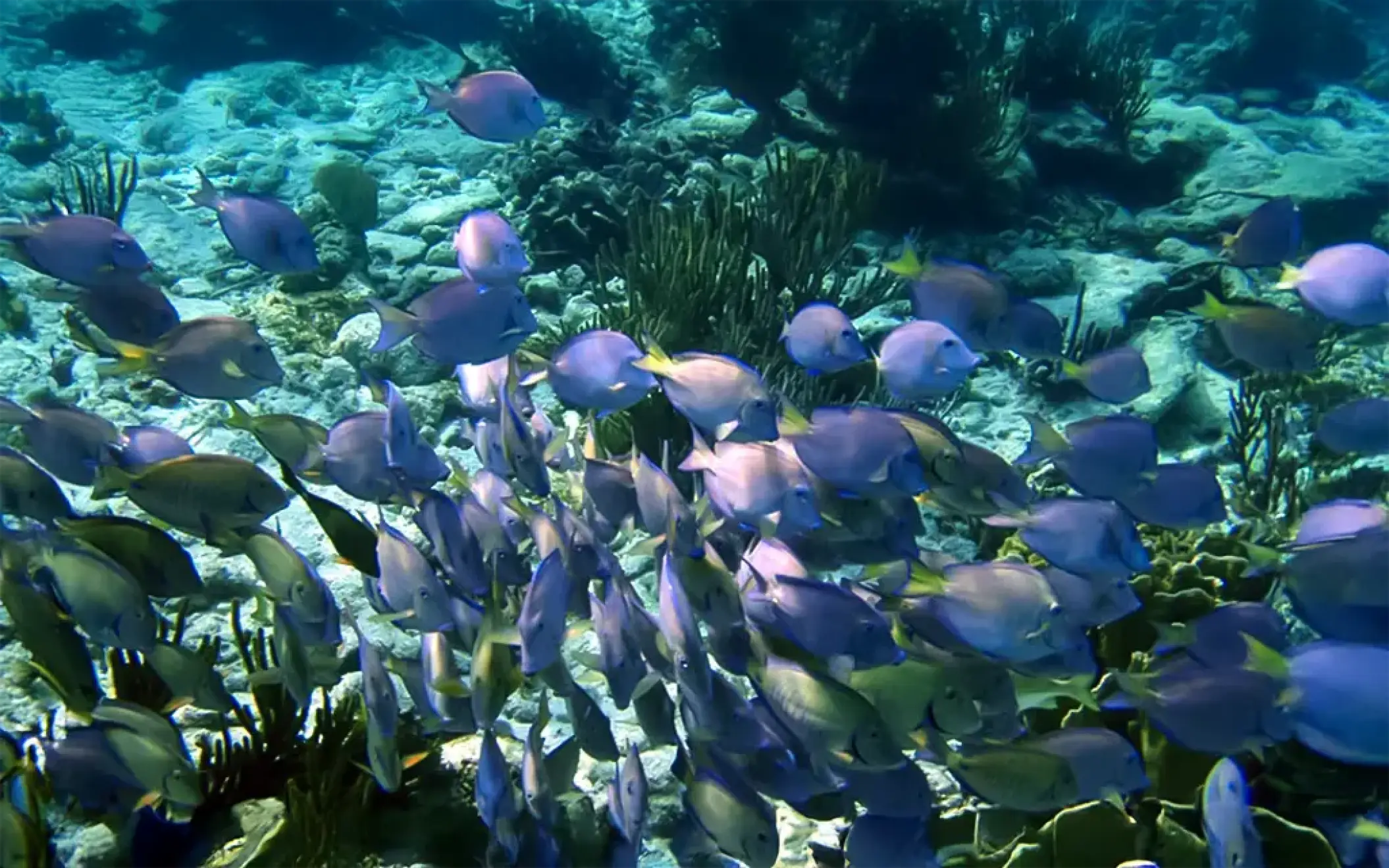 Colorful tropical fish swimming in clear turquoise water, perfect for snorkeling in Mexico