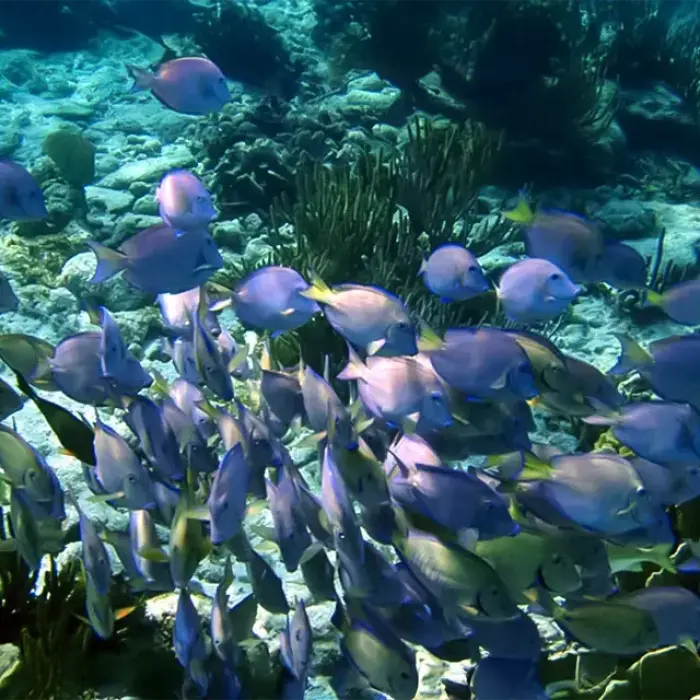 Colorful tropical fish swimming in clear turquoise water, perfect for snorkeling in Mexico