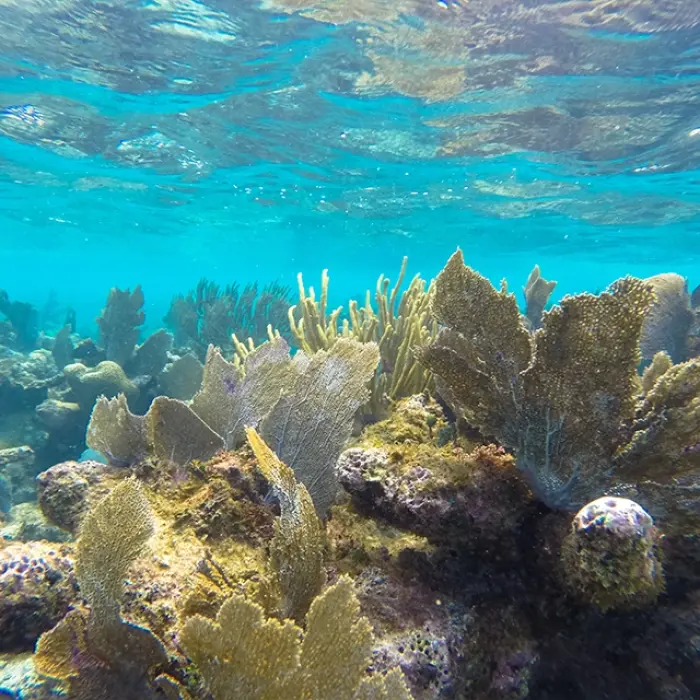 Vibrant coral reef with tropical fish swimming in clear Caribbean waters