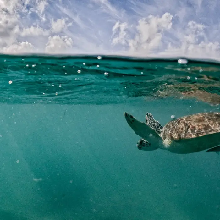Akumal Bay turtle: Green sea turtle swimming gracefully in the clear turquoise waters of Akumal