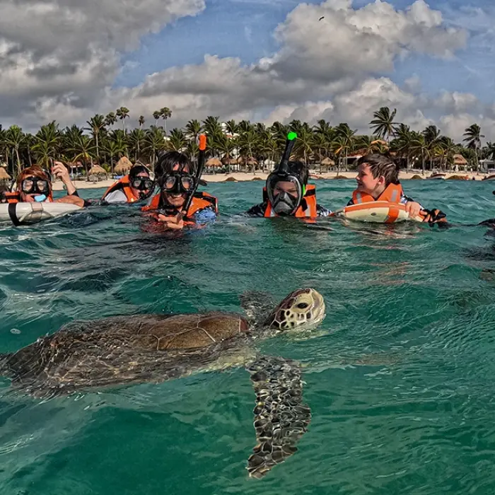 Akumal Bay snorkeling: Group of snorkelers watching a sea turtle in the clear waters of Akumal Bay