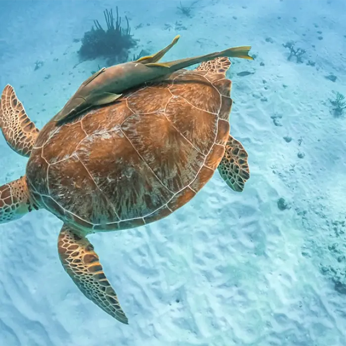Akumal sea turtle: A green sea turtle swims over a sandy ocean floor with a remora attached to its shell