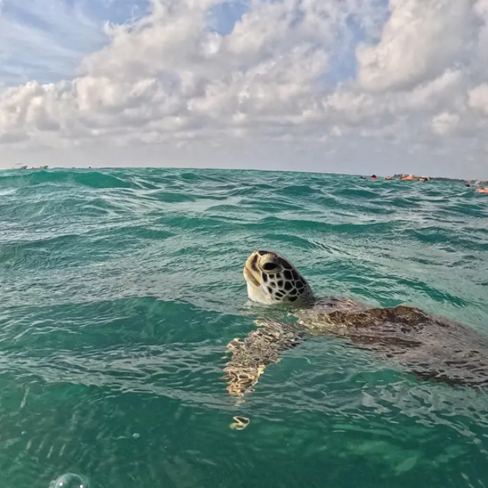 Akumal turtle surfacing: Sea turtle coming up for air in the wavy turquoise waters of Akumal Bay