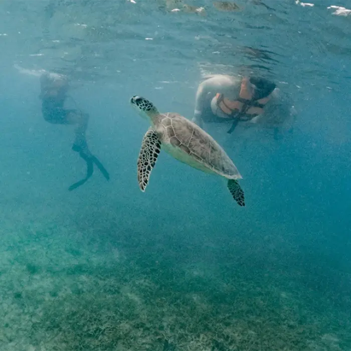 Akumal turtle swim: Sea turtle swimming underwater near snorkelers in Akumal's clear ocean