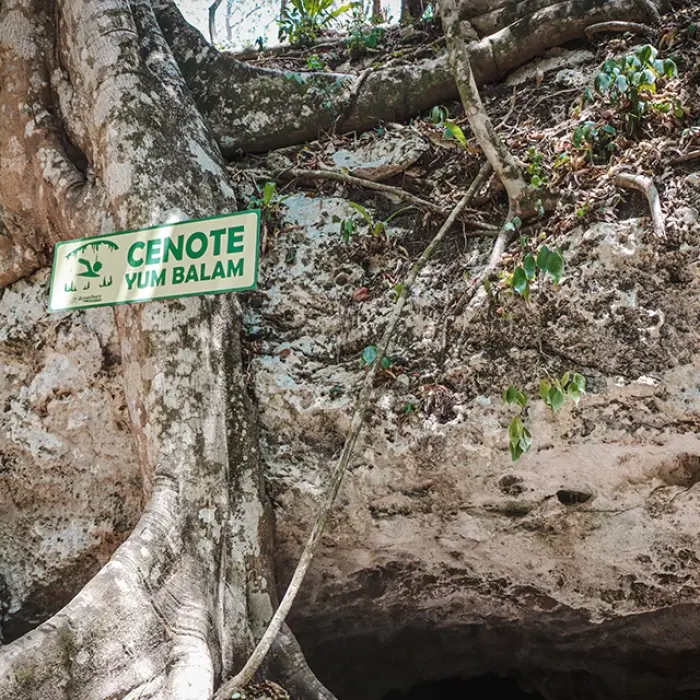 Cenote Yum Balam sign: Green sign indicating the entrance to Cenote Yum Balam