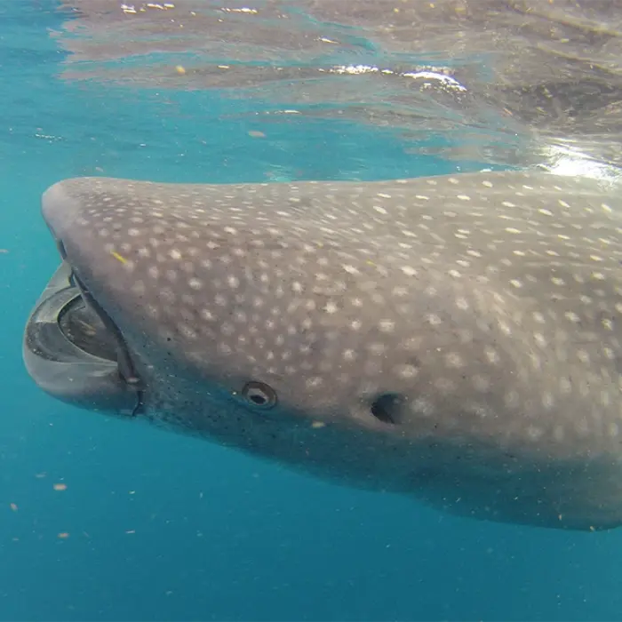 An amazing close-up of a gentle giant whale shark's head, showing its small eye and gills as it swims near the water's surface.