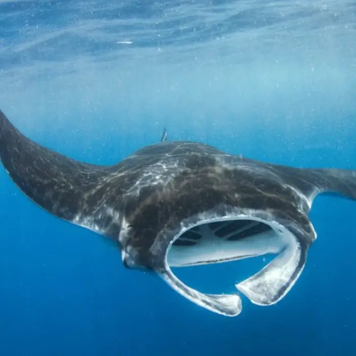 A majestic giant manta ray gracefully glides through the clear blue Caribbean water, an amazing bonus sighting on our whale shark tours.