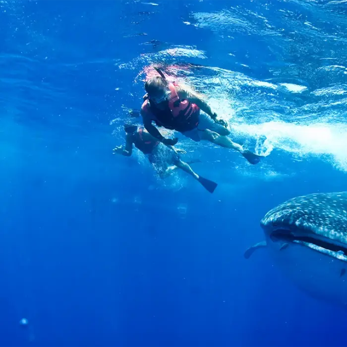 Two guests wearing life vests snorkel safely on the surface as a giant whale shark glides underneath, offering an incredible and clear underwater view.