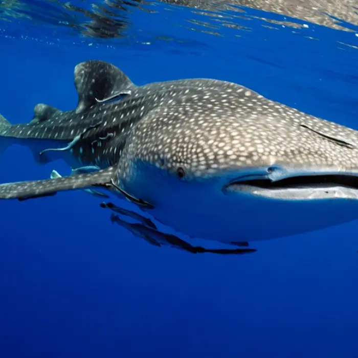 A beautiful underwater photo of a majestic whale shark near Cancun, showing its unique spot pattern as it swims in the deep blue ocean.