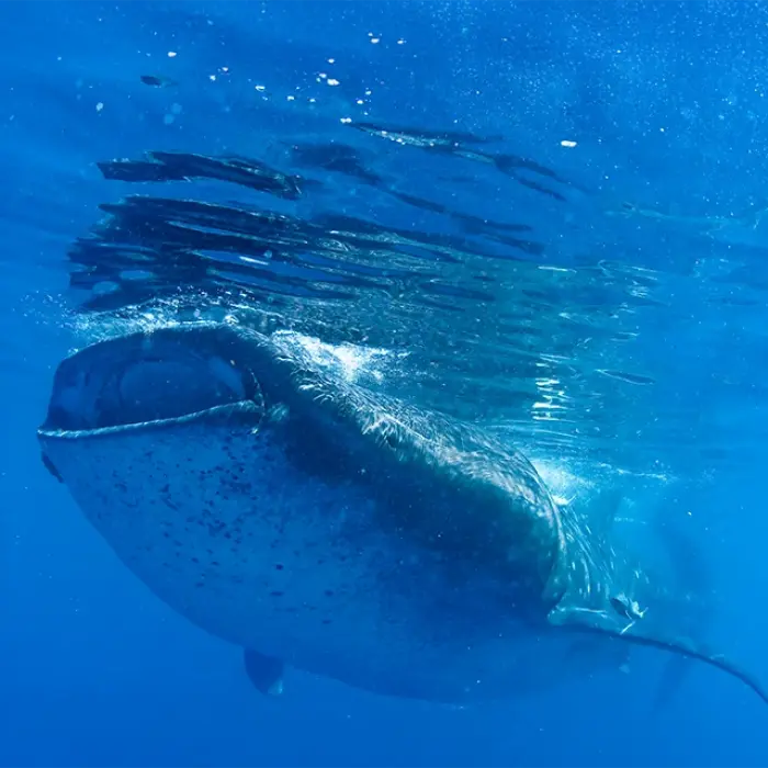 A friendly-looking whale shark appears to 