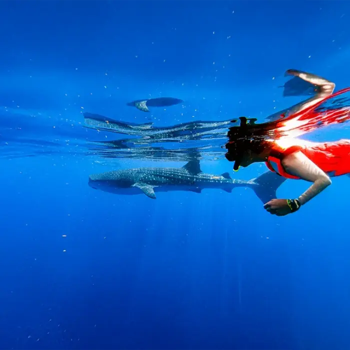 A snorkeler watches in awe as a magnificent whale shark swims gracefully below in the deep blue water, showing the incredible scale of the animal.