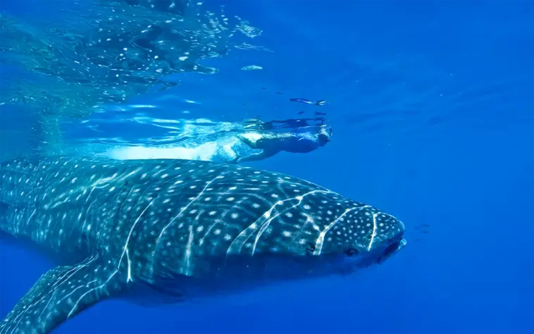 An amazing, close-up underwater shot of a snorkeler swimming right alongside a majestic whale shark, highlighting its incredible size and beautiful spots.