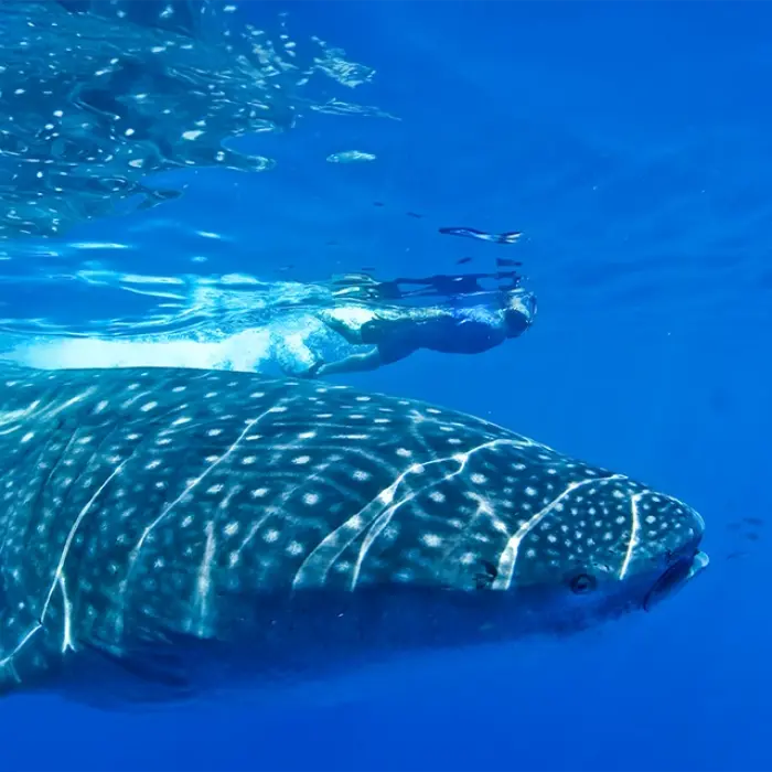 An amazing, close-up underwater shot of a snorkeler swimming right alongside a majestic whale shark, highlighting its incredible size and beautiful spots.