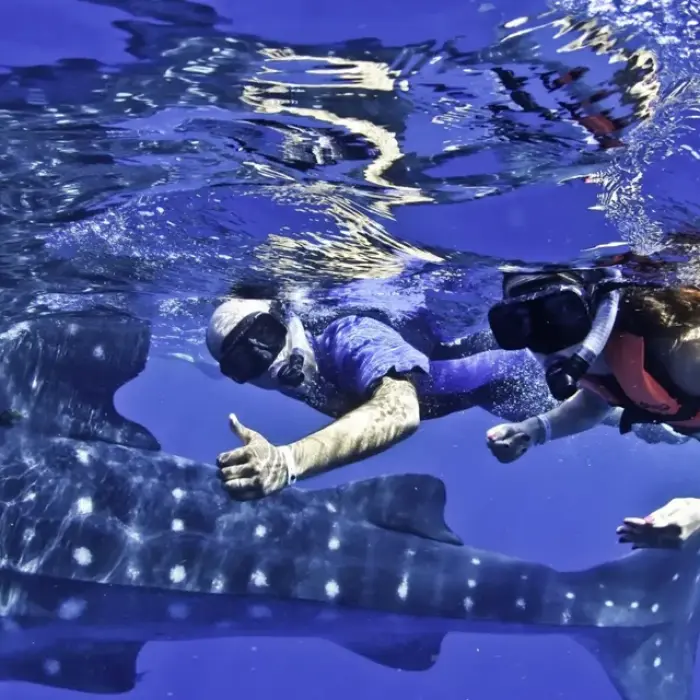 Two excited snorkelers give a thumbs-up while swimming right next to a giant, spotted whale shark on our unforgettable tour from Playa del Carmen.