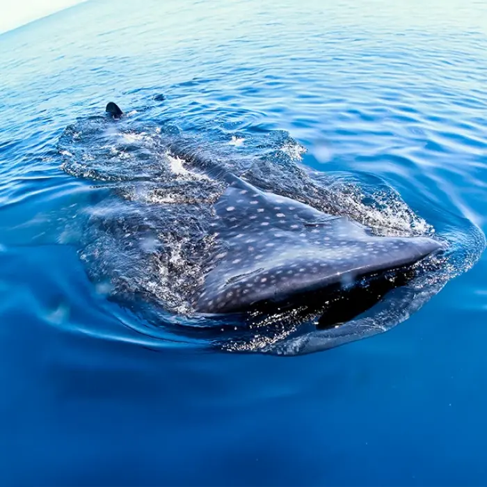 The iconic dorsal fin and back of a huge whale shark break the calm blue surface, the first exciting moment of spotting one.