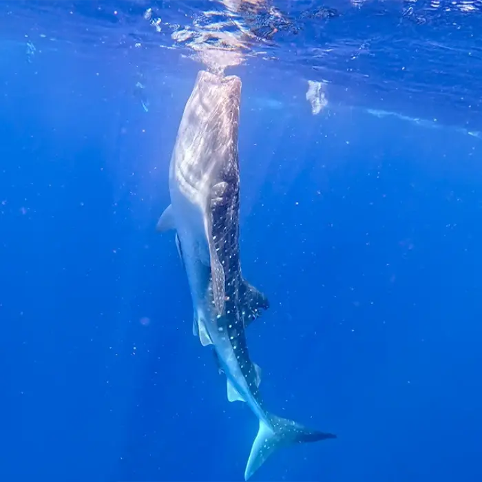 Witness the incredible sight of a whale shark feeding vertically at the surface, a unique behavior you might see on our wildlife adventure.