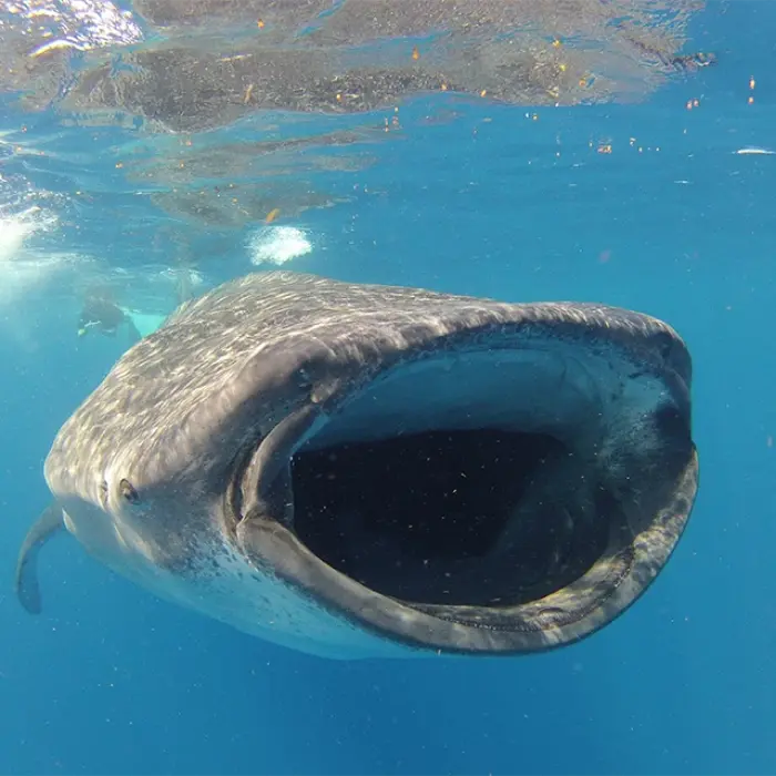 A breathtaking, wide-angle shot of a whale shark filter-feeding with its massive mouth wide open right at the ocean's surface.
